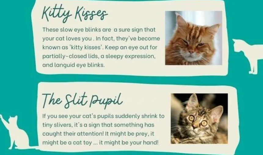 Understanding Cat Body Language