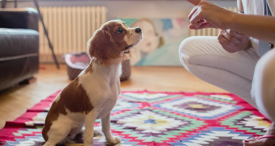 Dog trainer working with a puppy on basic commands