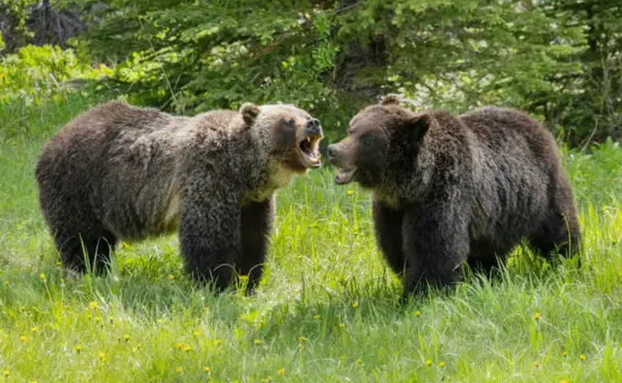 Canadian bear